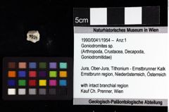 Foto (Objket + Etiketten) von Goniodromites sp. 